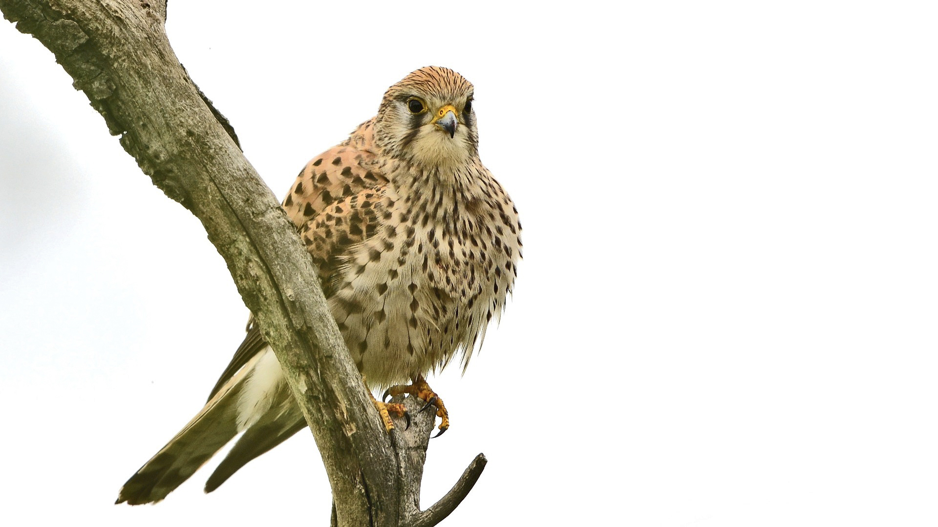 Kerkenez » Common Kestrel » Falco tinnunculus