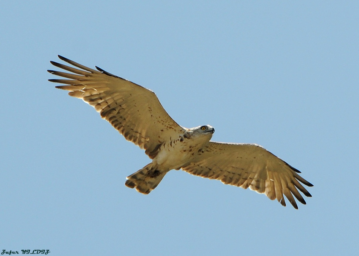 Yılan kartalı » Short-toed Snake Eagle » Circaetus gallicus