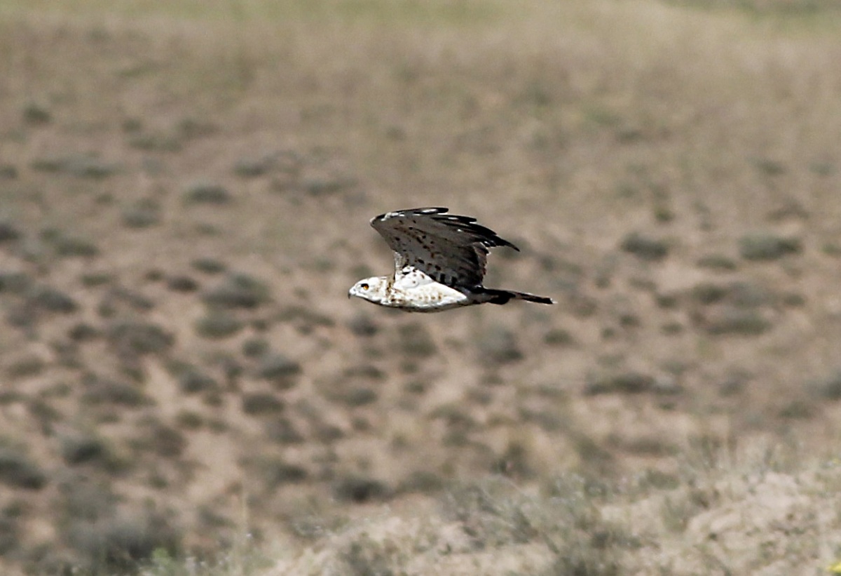 Yılan kartalı » Short-toed Snake Eagle » Circaetus gallicus