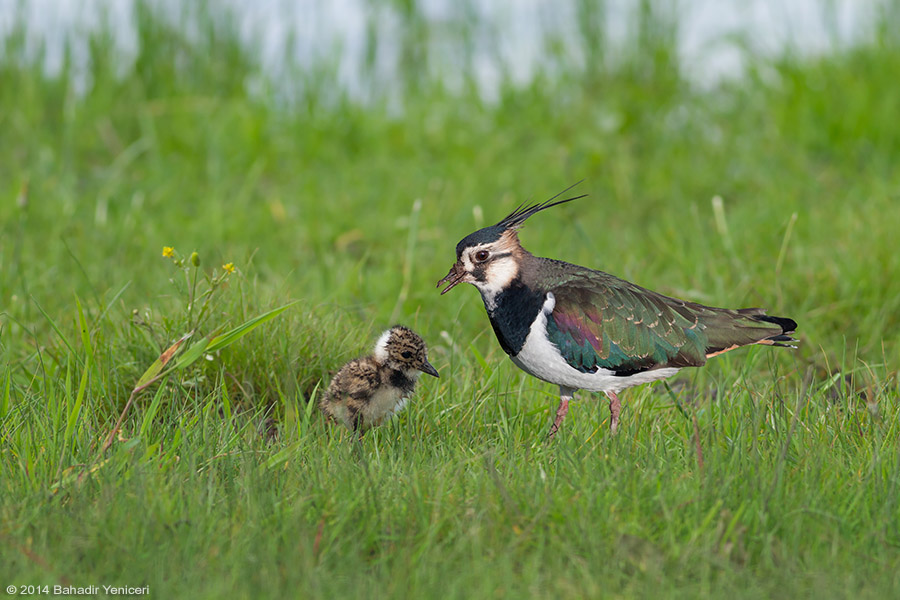 Kızkuşu » Northern Lapwing » Vanellus vanellus