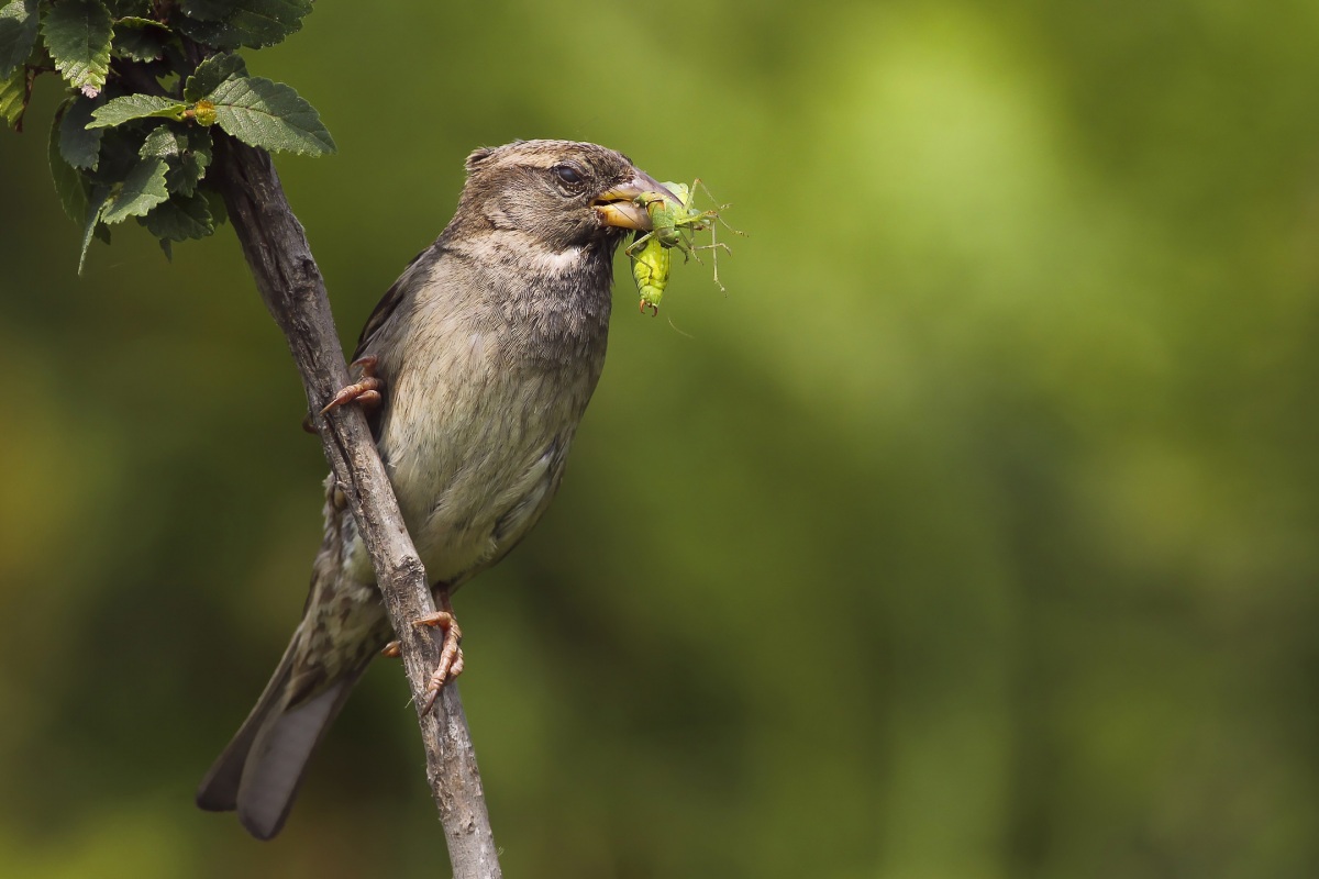 Serçe » House Sparrow » Passer domesticus