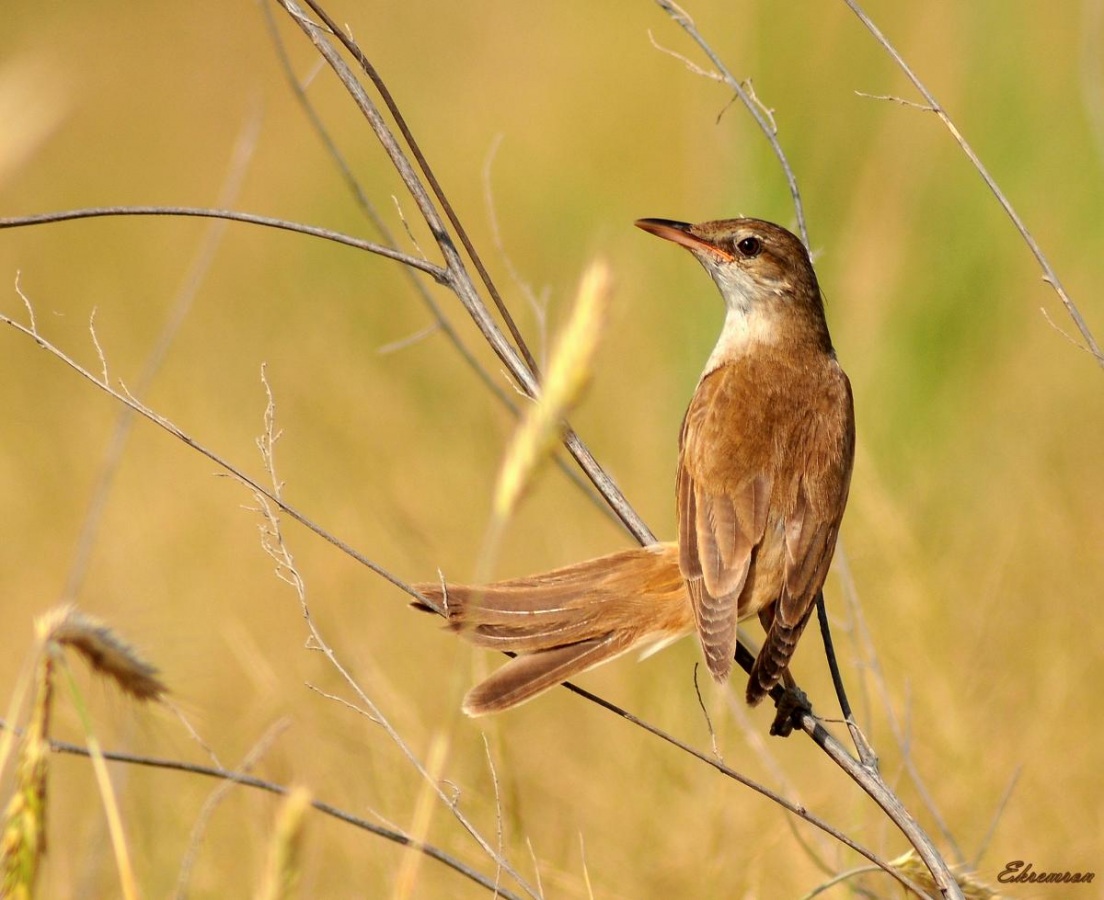 Büyük kamışçın » Great Reed Warbler » Acrocephalus arundinaceus