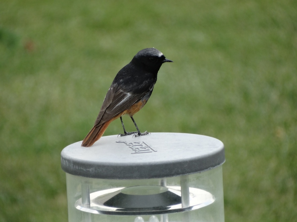 Kara kızılkuyruk » Black Redstart » Phoenicurus ochruros