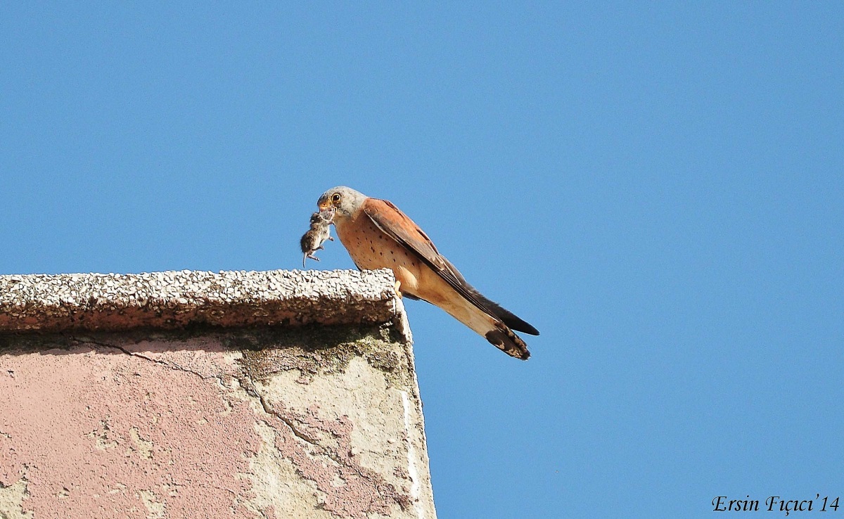 Küçük kerkenez » Lesser Kestrel » Falco naumanni