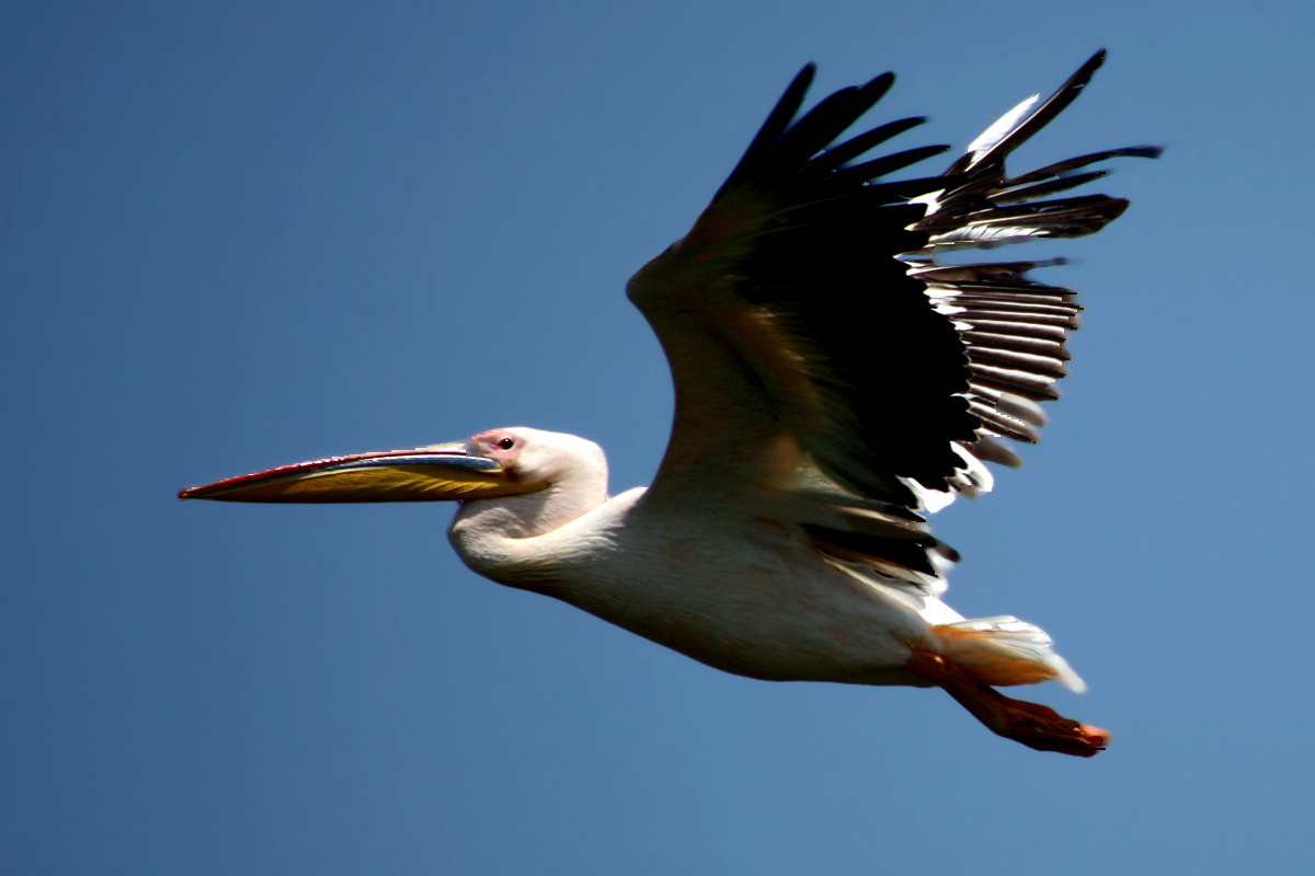 Ak pelikan » Great White Pelican » Pelecanus onocrotalus