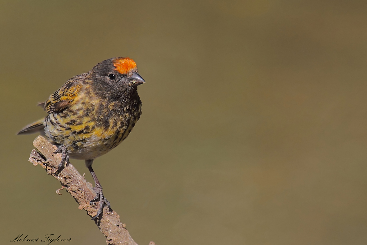 Kara iskete » Red-fronted Serin » Serinus pusillus
