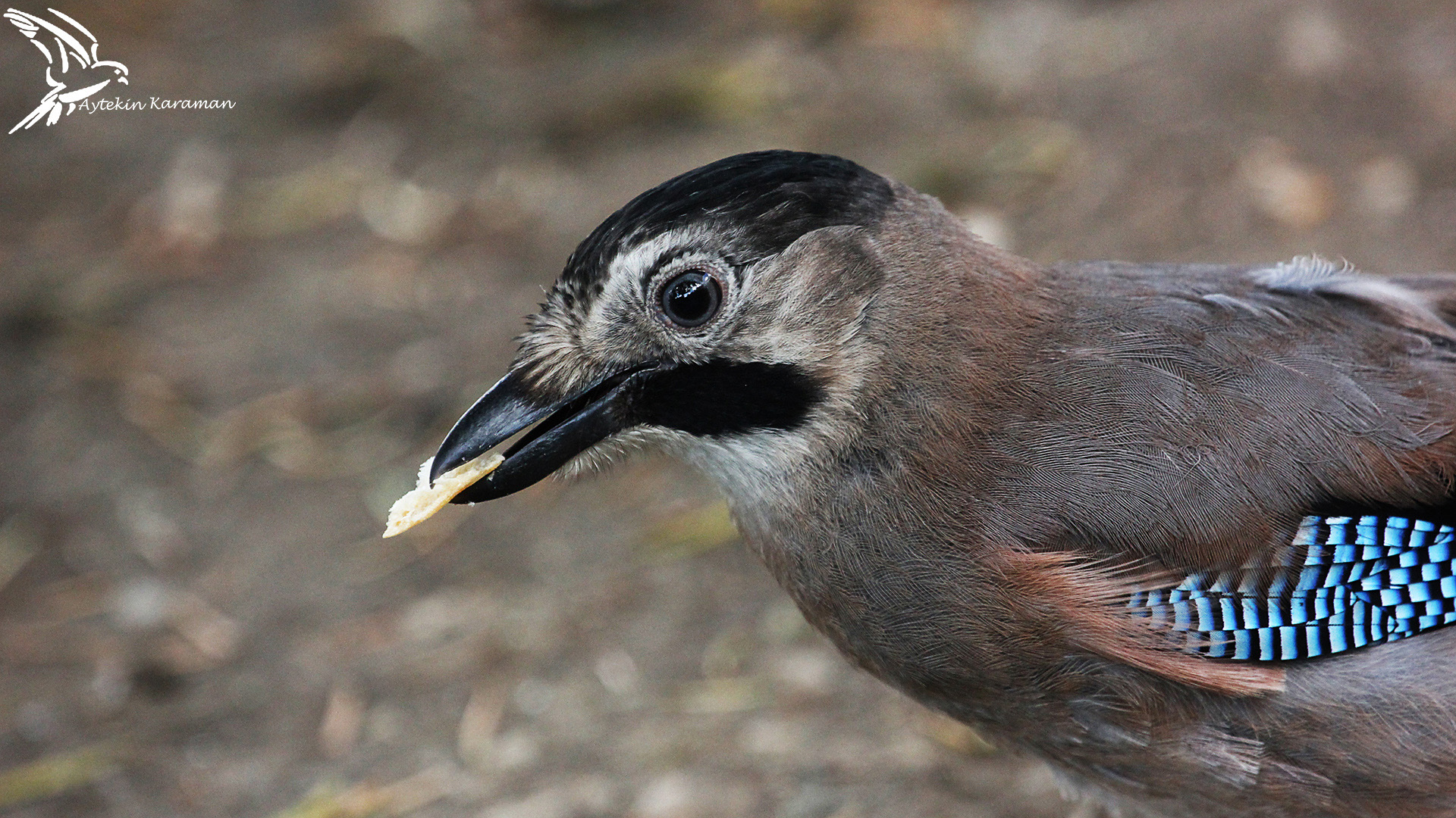 Alakarga » Eurasian Jay » Garrulus glandarius