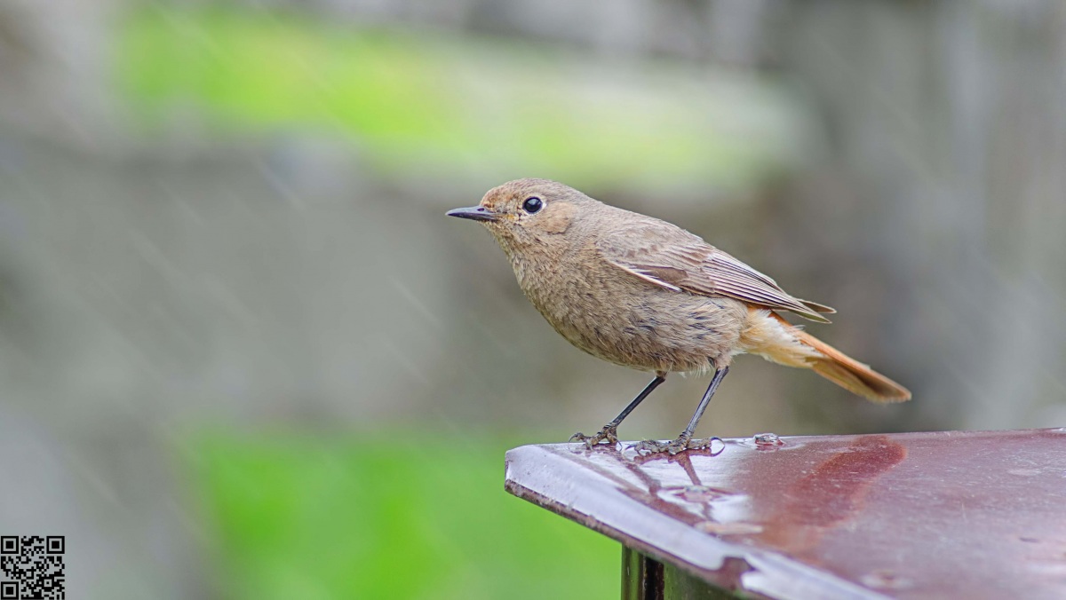 Kızılkuyruk » Common Redstart » Phoenicurus phoenicurus