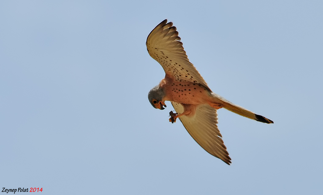 Küçük kerkenez » Lesser Kestrel » Falco naumanni