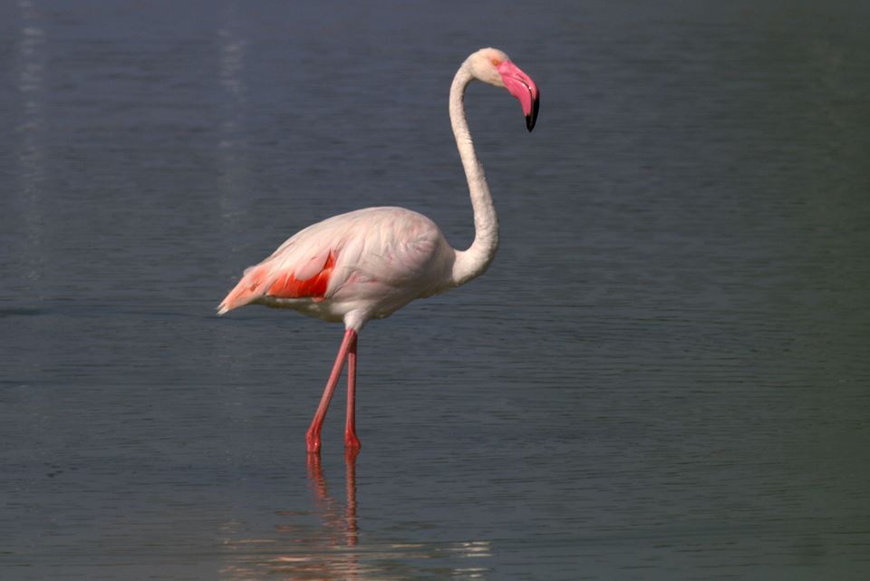 Flamingo » Greater Flamingo » Phoenicopterus roseus