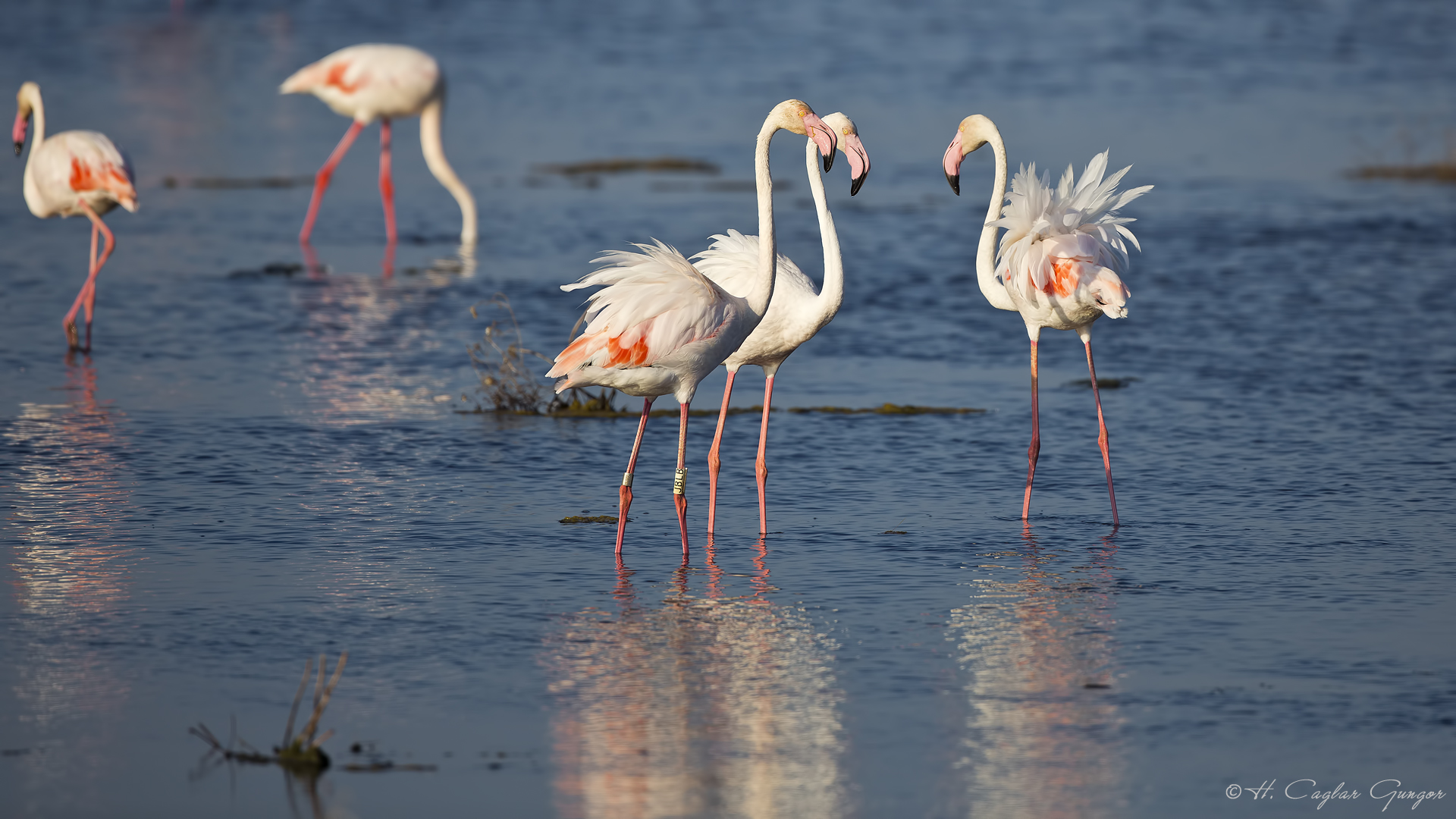 Flamingo