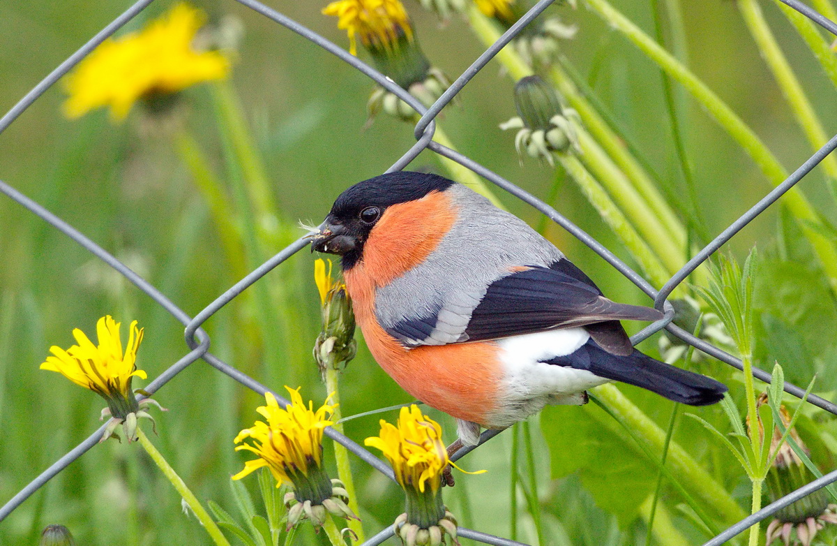 Şakrak » Eurasian Bullfinch » Pyrrhula pyrrhula