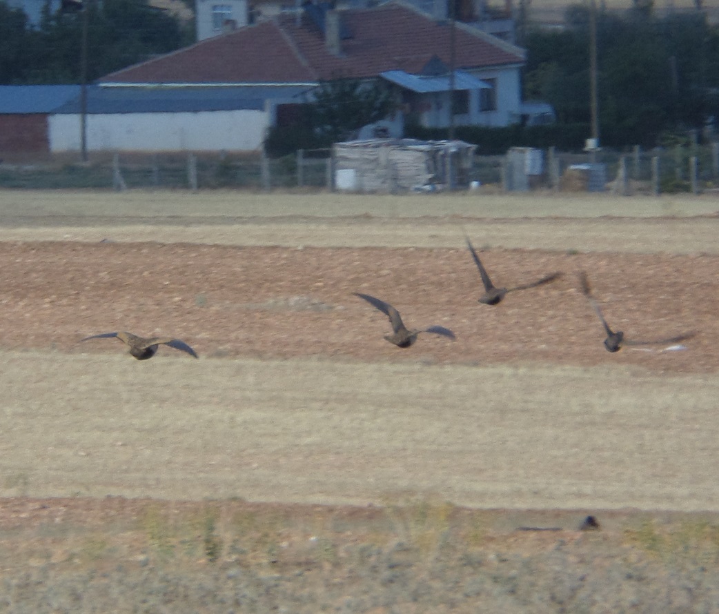 Bağırtlak » Black-bellied Sandgrouse » Pterocles orientalis