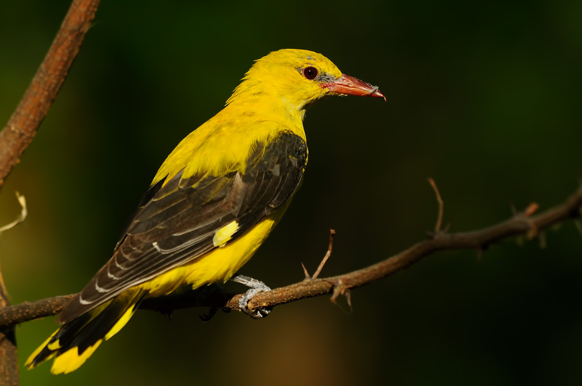 Sarıasma » Eurasian Golden Oriole » Oriolus oriolus