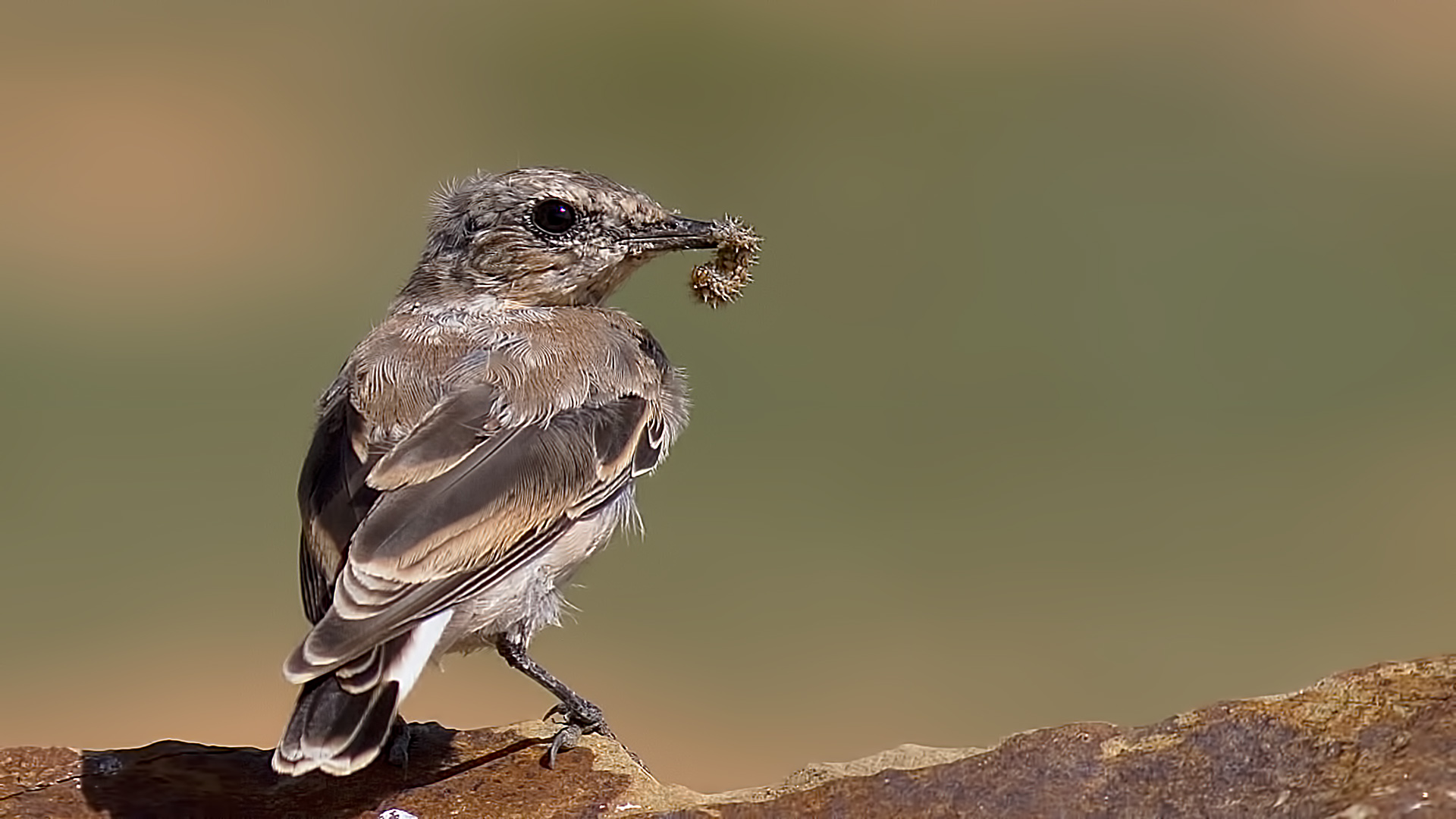 Kuyrukkakan
