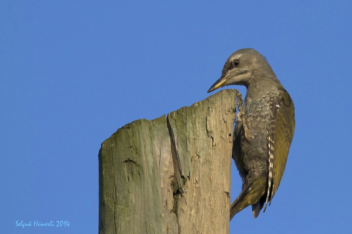 Küçük yeşil ağaçkakan » Grey-headed Woodpecker » Picus canus