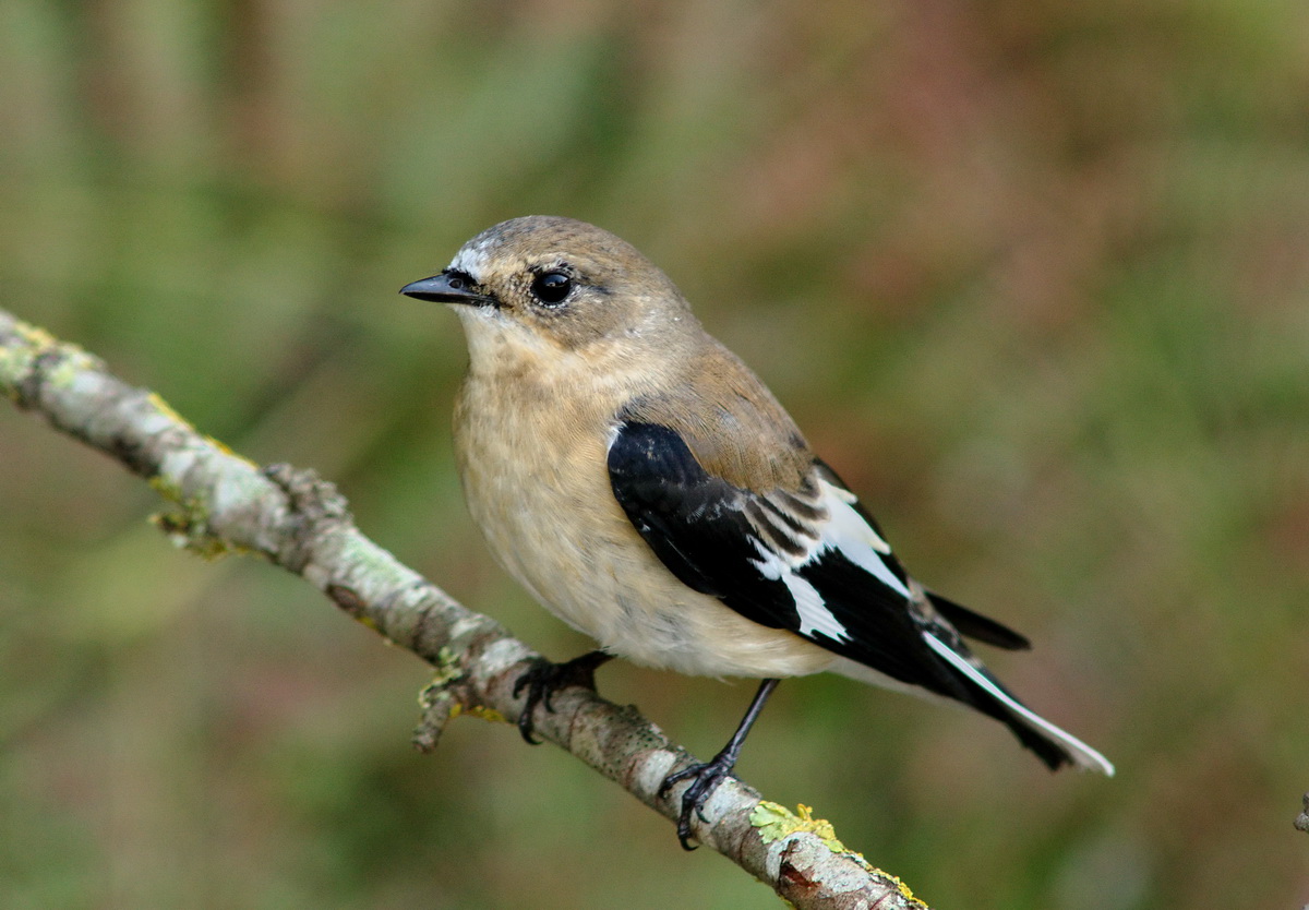 Alaca sinekkapan » Semicollared Flycatcher » Ficedula semitorquata