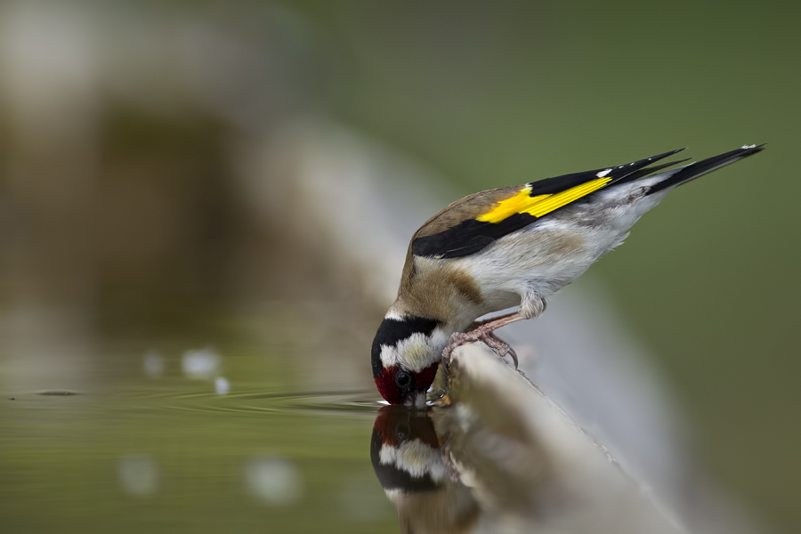 Saka » European Goldfinch » Carduelis carduelis
