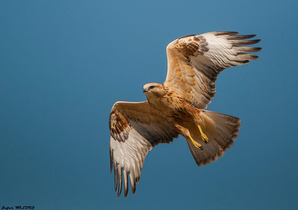 Kızıl şahin » Long-legged Buzzard » Buteo rufinus