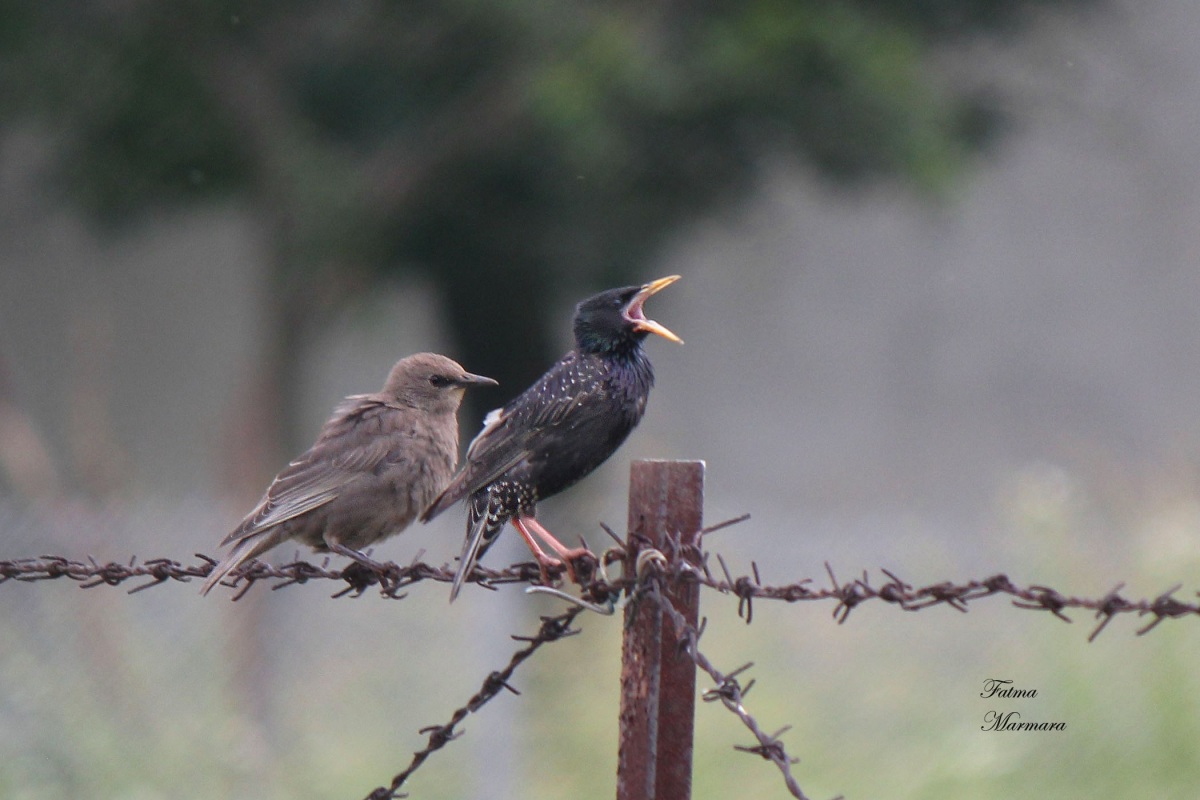 Sığırcık » Common Starling » Sturnus vulgaris