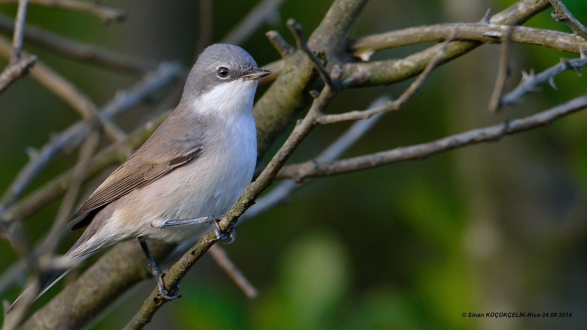 Küçük akgerdanlı ötleğen » Lesser Whitethroat » Sylvia curruca