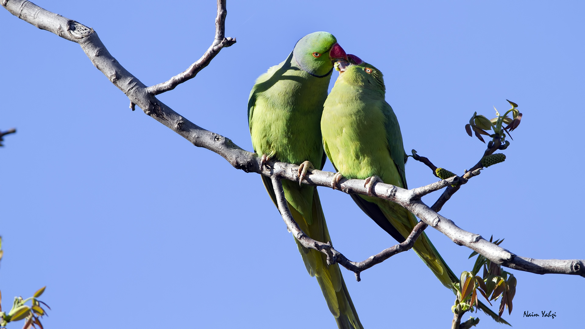 Yeşil papağan » Rose-ringed Parakeet » Psittacula krameri