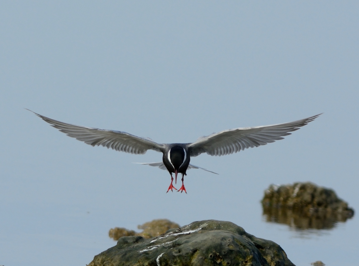 Bıyıklı sumru » Whiskered Tern » Chlidonias hybrida