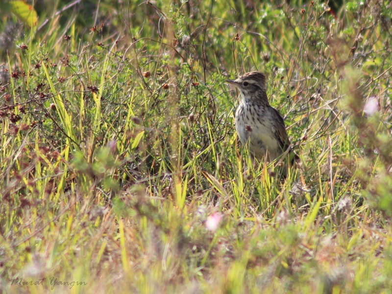Tarlakuşu » Eurasian Skylark » Alauda arvensis
