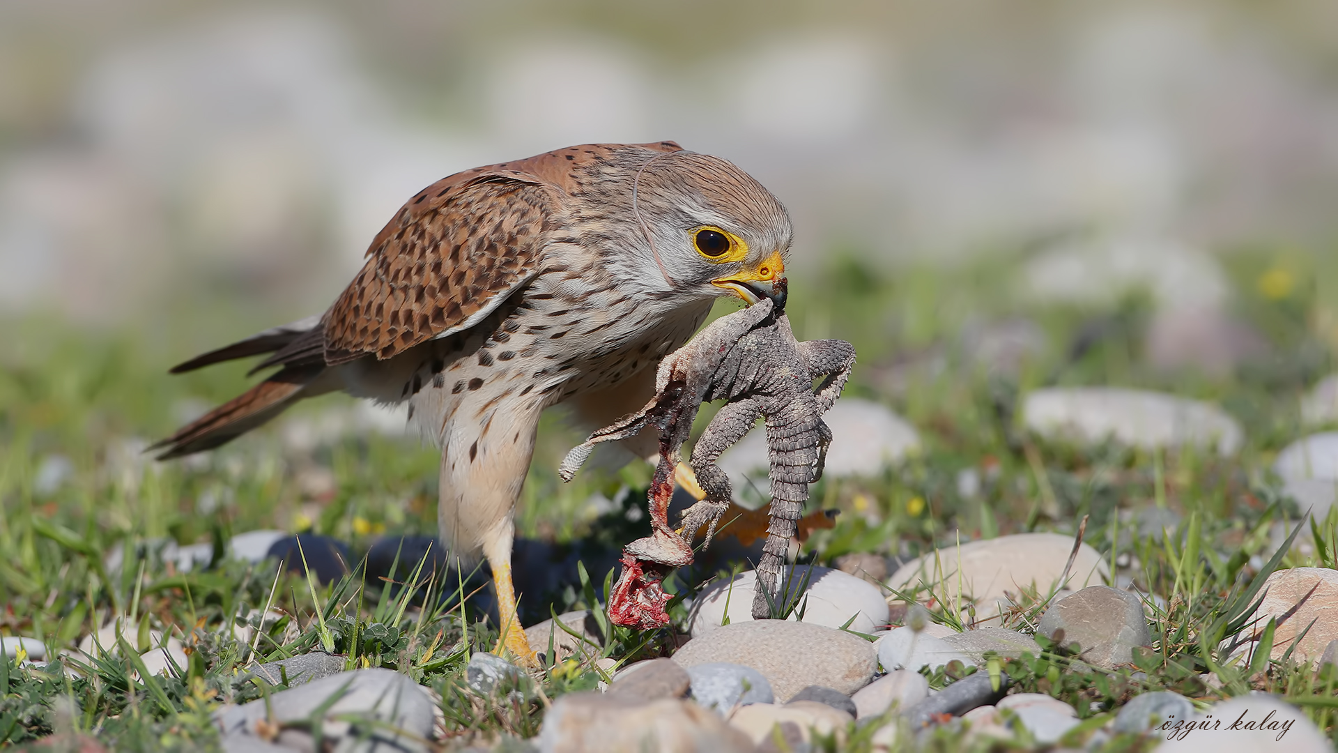 Kerkenez » Common Kestrel » Falco tinnunculus