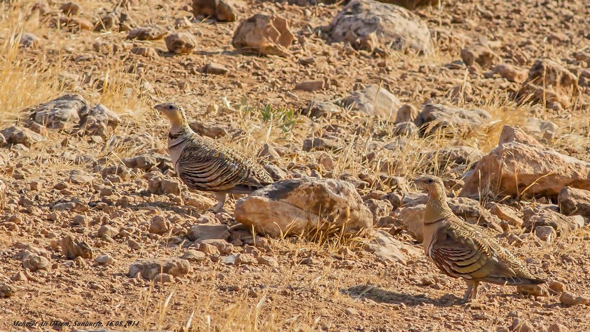Kılkuyruk bağırtlak » Pin-tailed Sandgrouse » Pterocles alchata