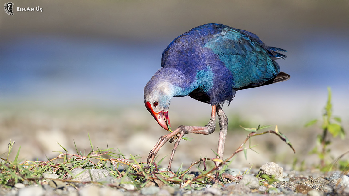 Sazhorozu » Grey-headed Swamphen » Porphyrio poliocephalus