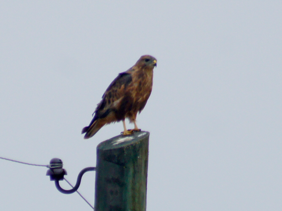 Kızıl şahin » Long-legged Buzzard » Buteo rufinus