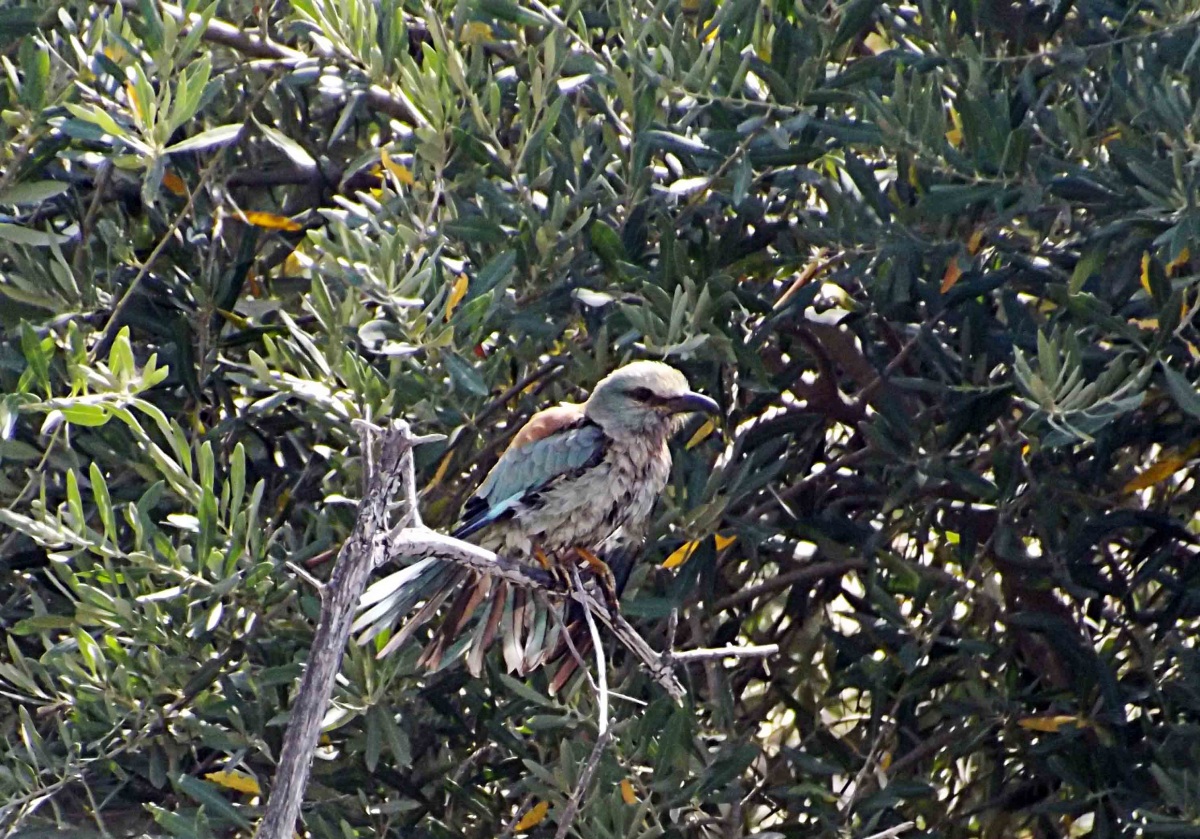 Gökkuzgun » European Roller » Coracias garrulus