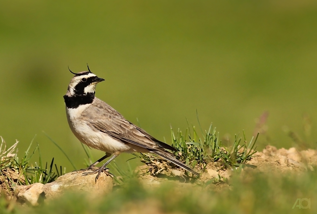 Kulaklı toygar » Horned Lark » Eremophila alpestris