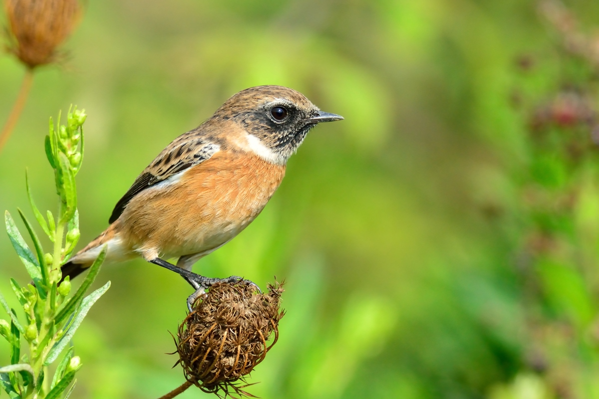 Taşkuşu » European Stonechat » Saxicola rubicola