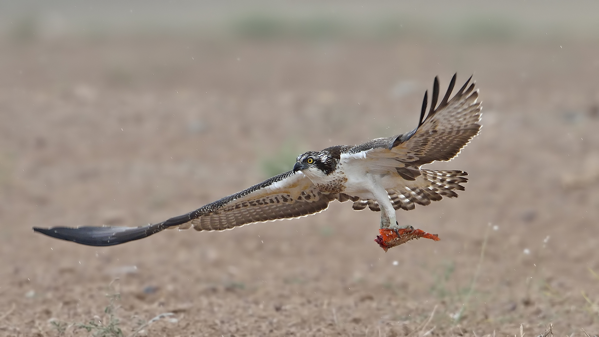 Balık kartalı » Osprey » Pandion haliaetus