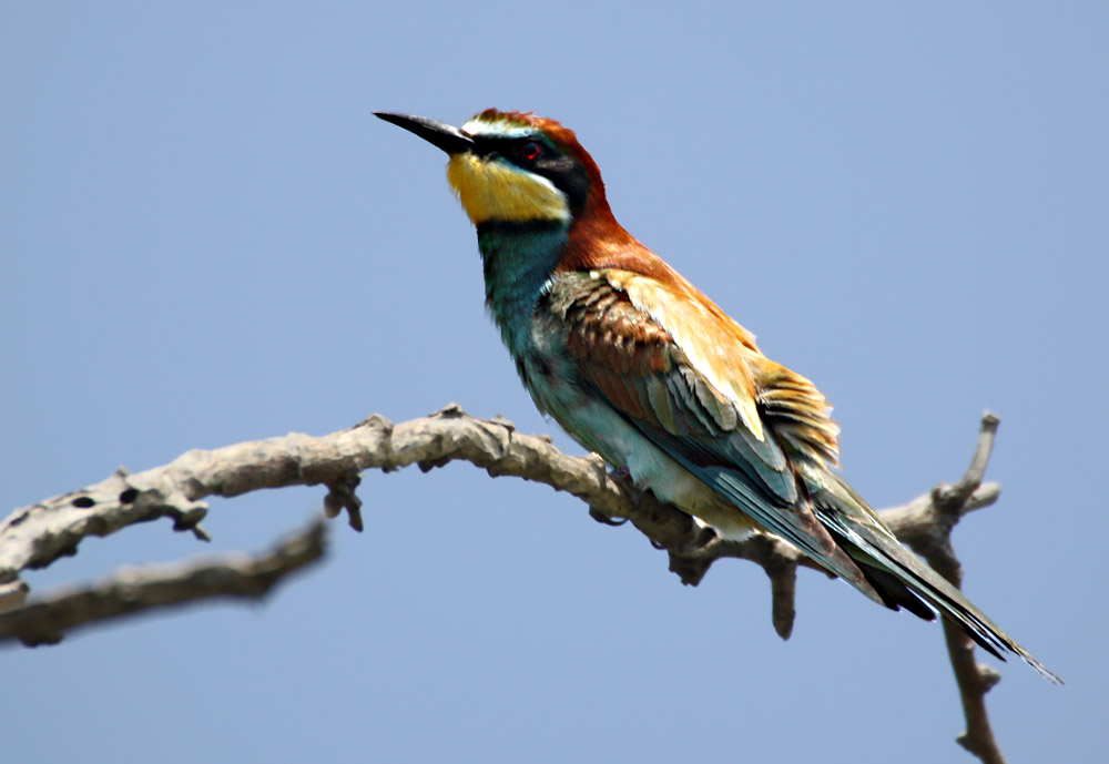 Arıkuşu » European Bee-eater » Merops apiaster