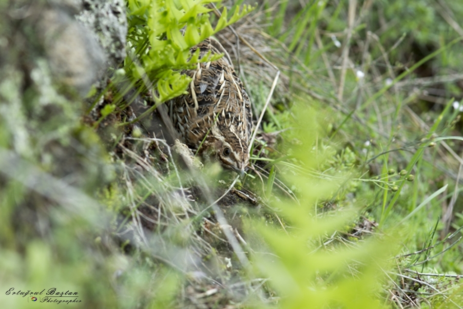 Bıldırcın » Common Quail » Coturnix coturnix