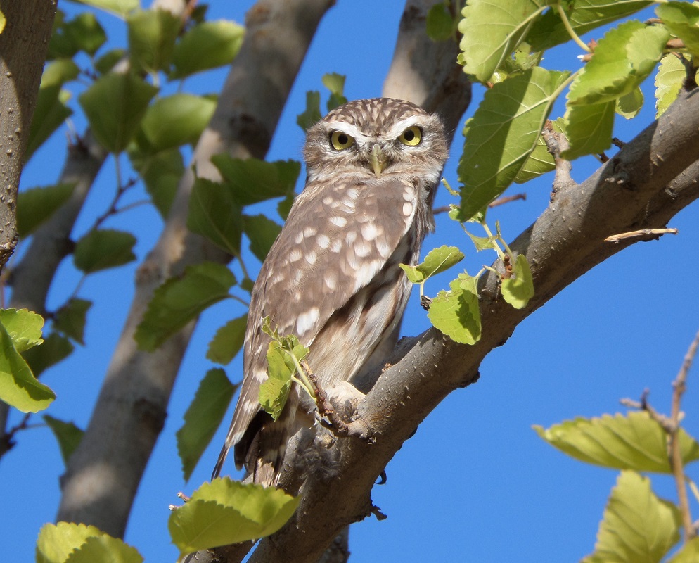 Kukumav » Little Owl » Athene noctua