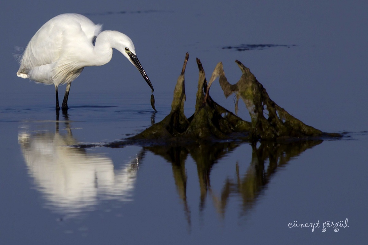Küçük ak balıkçıl » Little Egret » Egretta garzetta