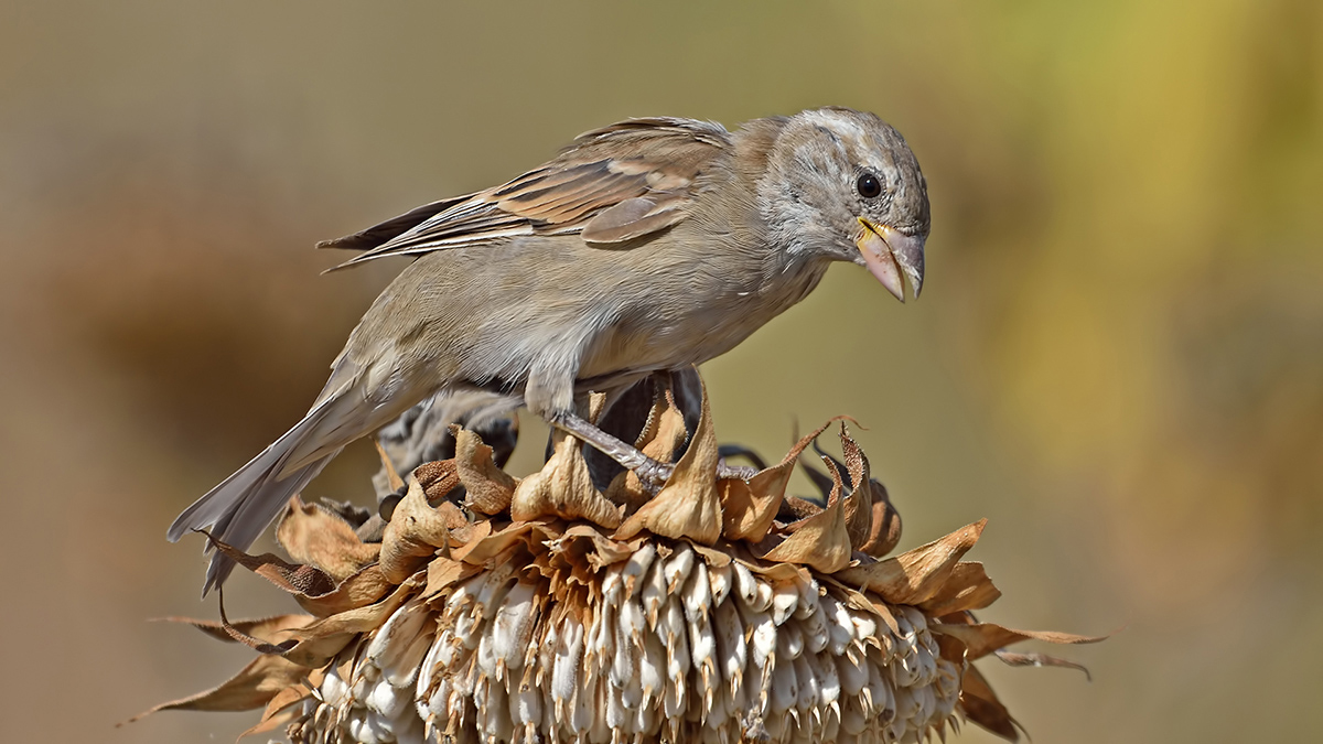 Serçe » House Sparrow » Passer domesticus