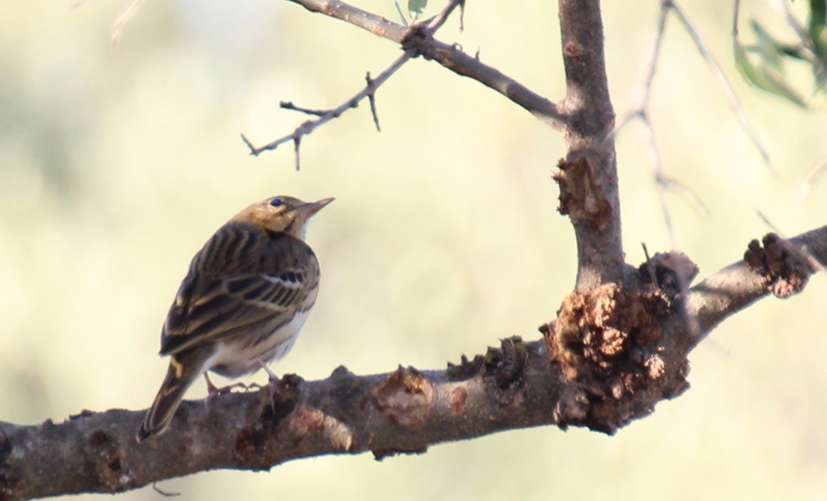 Ağaç incirkuşu » Tree Pipit » Anthus trivialis