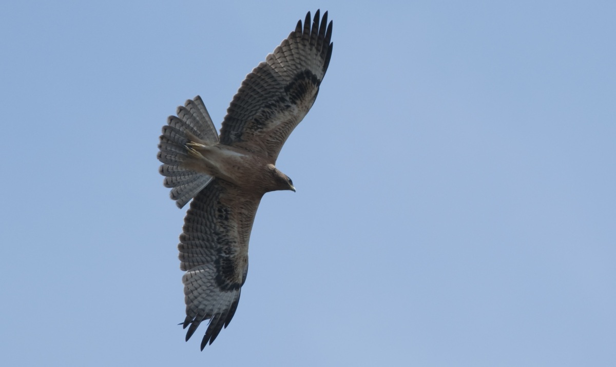 Tavşancıl » Bonelli`s Eagle » Aquila fasciata
