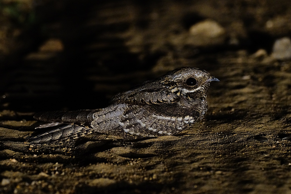 Çobanaldatan » European Nightjar » Caprimulgus europaeus