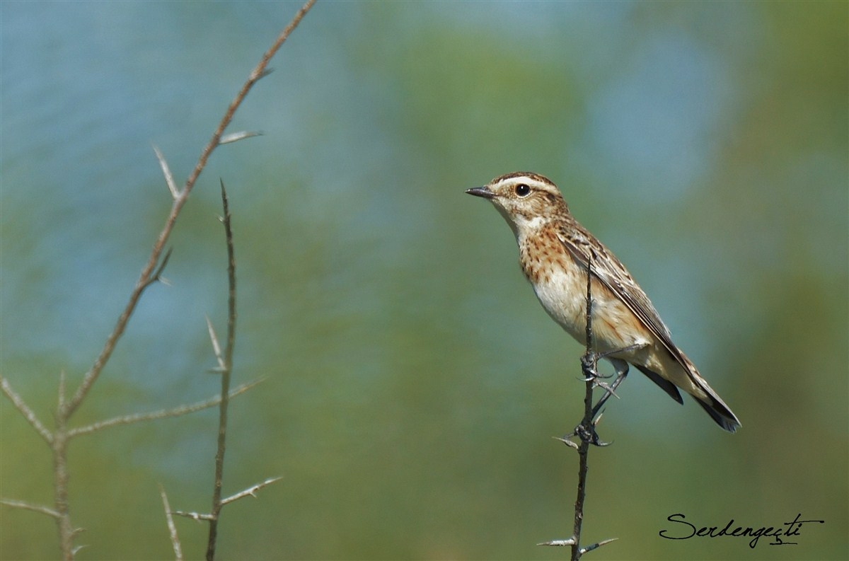 Çayır taşkuşu » Whinchat » Saxicola rubetra
