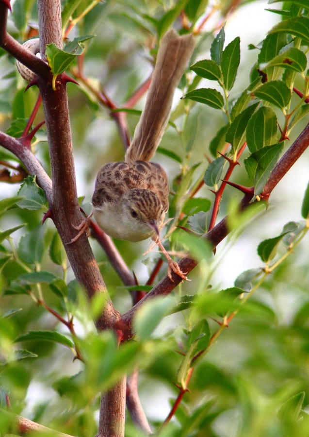 Dikkuyruklu ötleğen » Delicate prinia » Prinia lepida