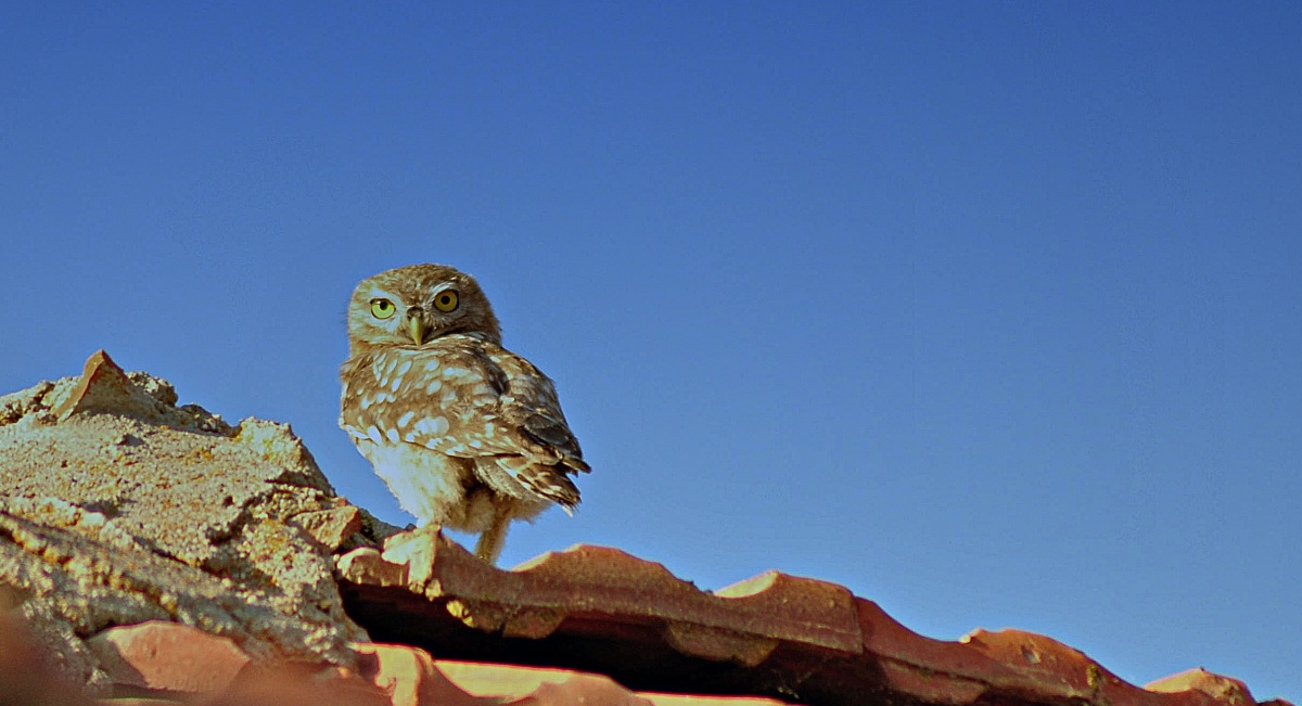 Kukumav » Little Owl » Athene noctua