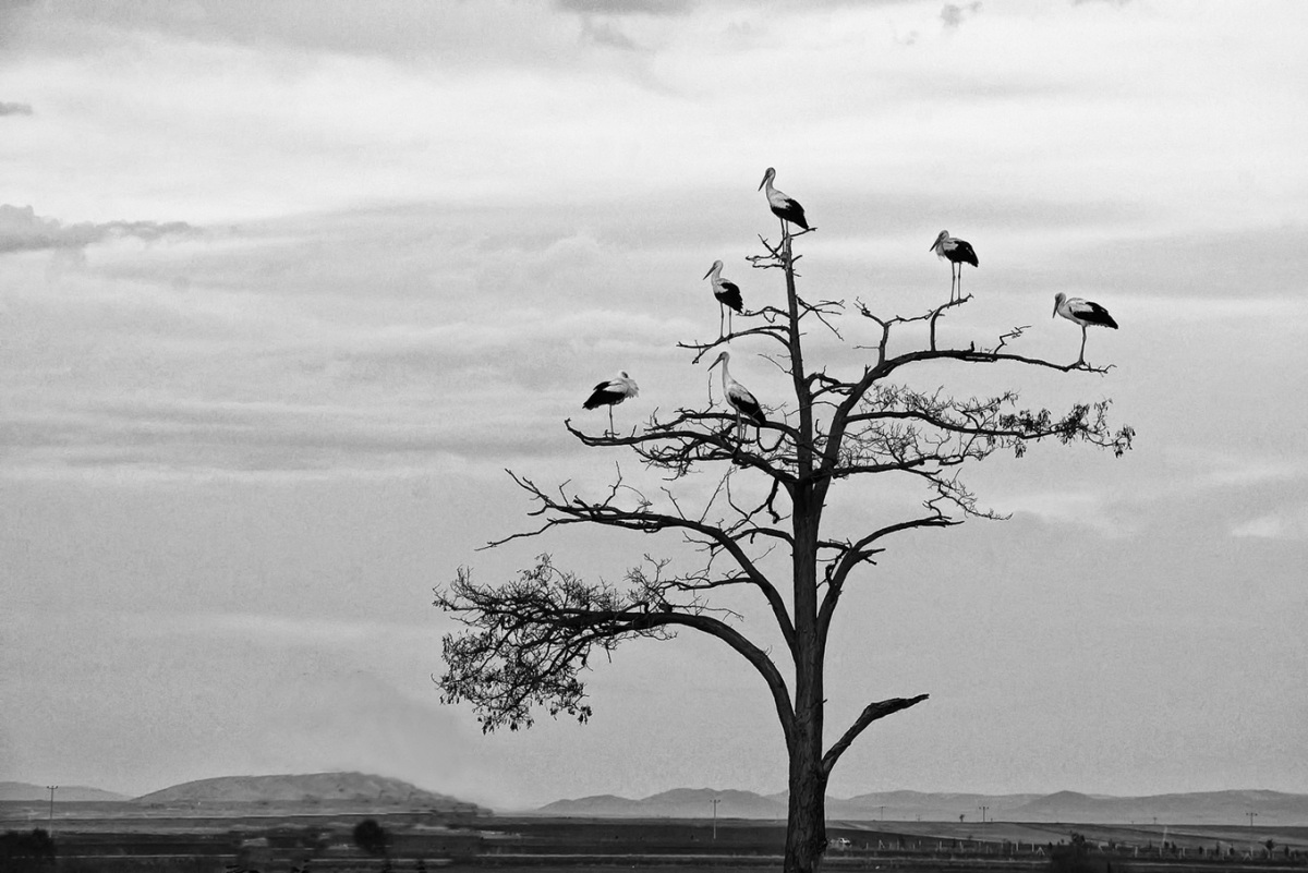 Leylek » White Stork » Ciconia ciconia