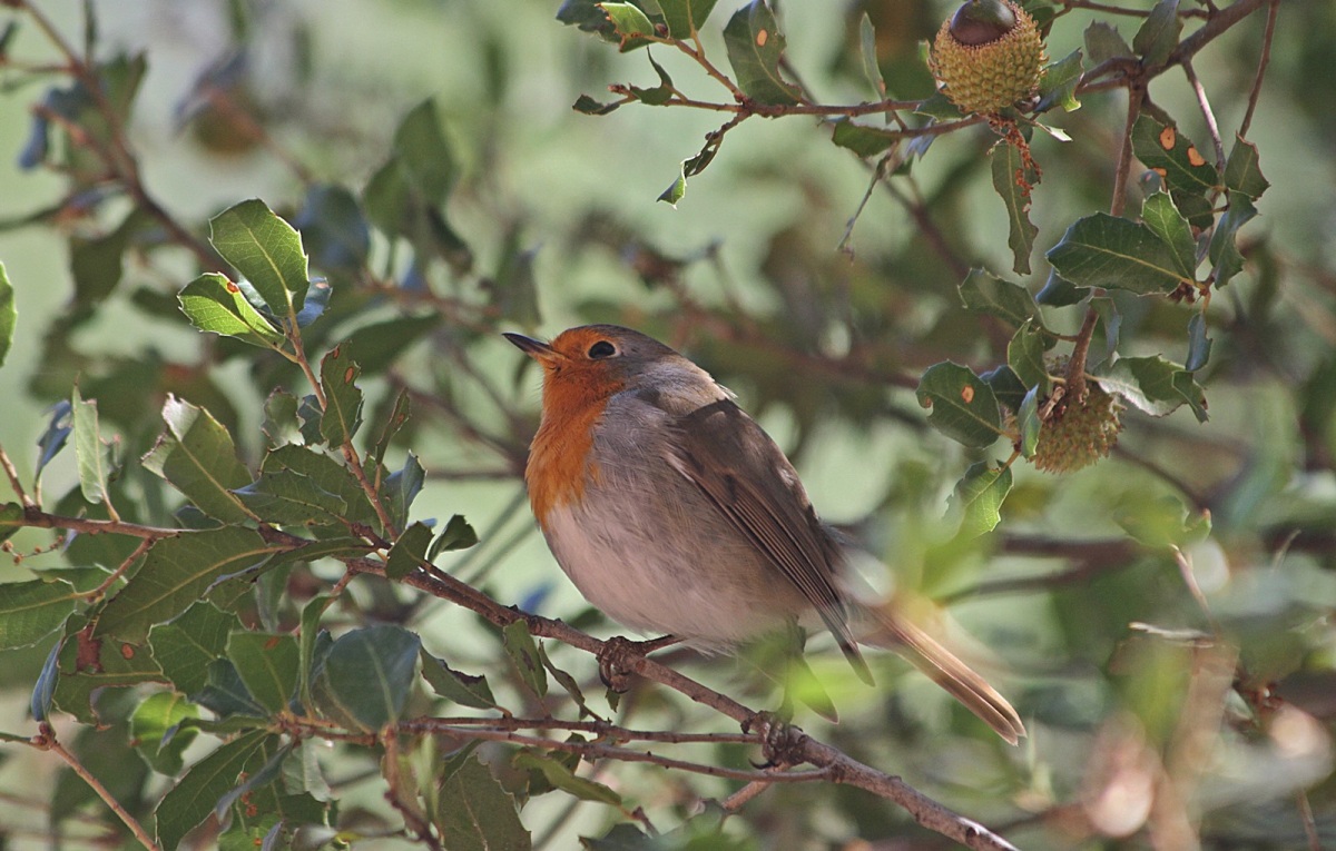 Kızılgerdan » European Robin » Erithacus rubecula