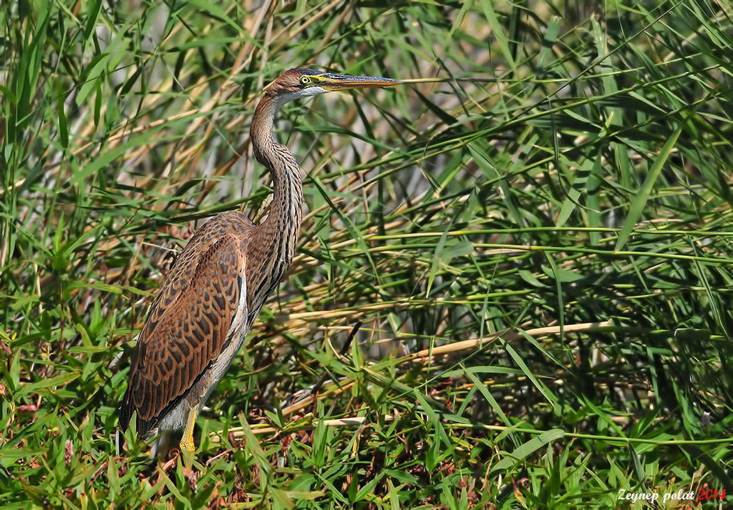 Erguvani balıkçıl » Purple Heron » Ardea purpurea